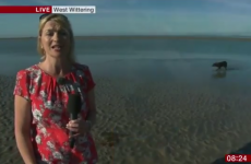 The BBC weather forecast was hilariously videobombed by a weeing dog
