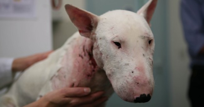 Dog found battered and bloodied "may have been in a dog fight"