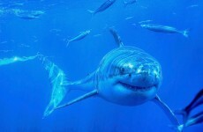 Great white shark dies after choking on a sea lion