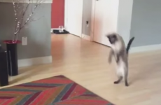 Just a load of cats, getting bad frights from moving carpets