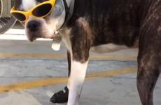 7 seconds of this dog wearing shoes will make your morning