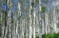 Met Éireann part of international study using birch trees to monitor climate change