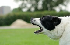ISPCA warns that casual dog fighting is on the rise