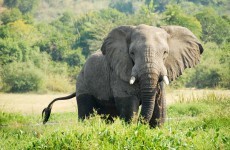 Junk in that trunk: The weight problem facing elephants
