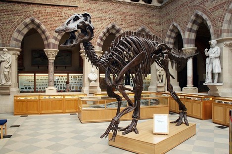 Grown-up edmontosaurus posed by model