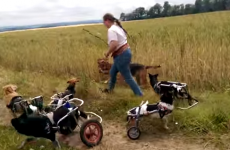 These disabled dogs playing fetch will melt your heart