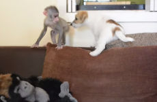 A baby monkey and some Jack Russell puppies, hanging out