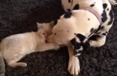 This dalmatian has absolutely no time for kitten's play fighting