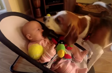 Guilty dog apologises to baby for stealing her toy