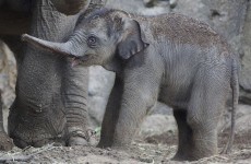 Awww... check out the new baby elephant at Dublin Zoo