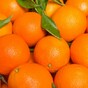 The world's citrus is being destroyed - here's what scientists are doing about it
