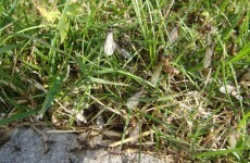 Here's why flying ants are terrorising parts of Dublin