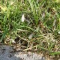 Here's why flying ants are terrorising parts of Dublin