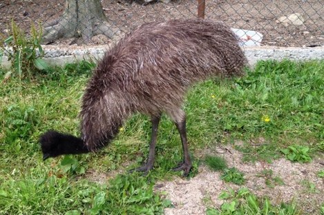 The missing emu