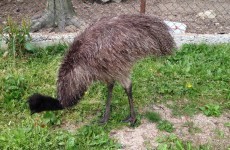 Four-foot-tall emu 'stolen' from pet farm in Carlow