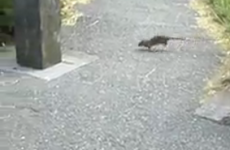 Dubliners: 'Never mind the seagulls, come sort out our rat problem'