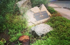 Tree honouring George Harrison killed by infestation of... beetles