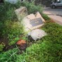Tree honouring George Harrison killed by infestation of... beetles