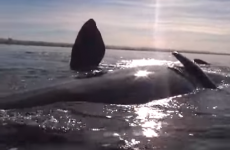 Whale gently lifts kayakers out of water in incredible video