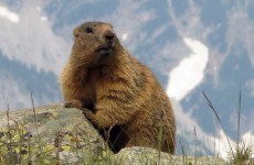 Chinese man dies of bubonic plague after feeding his dog a marmot