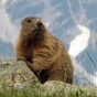 Chinese man dies of bubonic plague after feeding his dog a marmot
