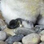 Meet Ireland's first ever gentoo penguin chick