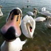 Now swans are losing the run of themselves