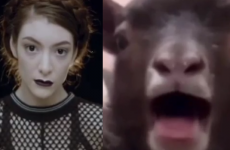 Lorde meets a sheep in the most hypnotic, terrifying Vine you'll see today