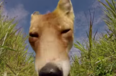 This fox eating a GoPro will make you very uncomfortable