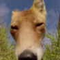 This fox eating a GoPro will make you very uncomfortable