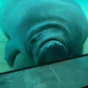 15 animal gifs that are bound to make you smile, every time