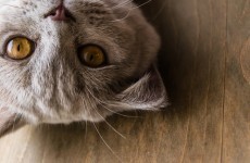 Is your cat compromising your privacy?