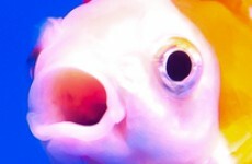 Shops could STILL be codding customers with mislabelled fish
