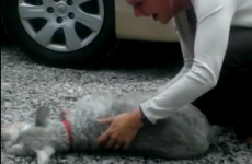 Dog sees owner for the first time in years, passes out with excitement