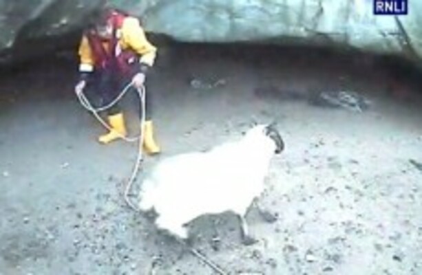 Sheep rescued from rising waters is reunited with its owner
