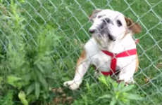 Bulldog attempts to chase postman, fails spectacularly