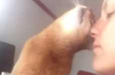 All this cat wants is all your love, all the time
