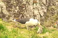 Here's the footage of a seagull swallowing a rabbit that everyone's talking about