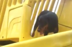 Dog gets confused by slide, owner suffers the consequences