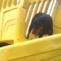 Dog gets confused by slide, owner suffers the consequences