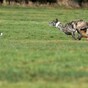 "It is positively medieval, barbaric": New figures show injuries to hares