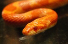 Donegal man comes face-to-face with snake... in his toolbox