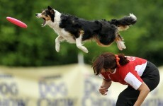 Canine contortions: Photos from the dog and frisbee championships