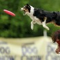 Canine contortions: Photos from the dog and frisbee championships