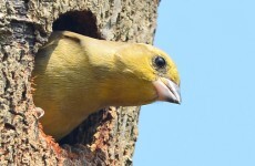 Young people might have to delay flying the nest due to rising rents