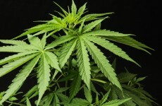 New app delivers medical marijuana to customer's door in 10 minutes