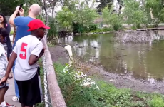 Guy tries to take selfie with a swan, learns a painful lesson