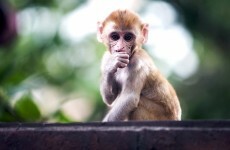India hires men dressed as monkeys to scare off real monkeys