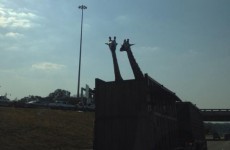 Giraffe in truck dies after hitting head on low bridge
