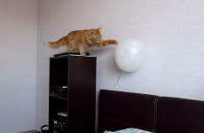 Cat versus balloon just can't end well